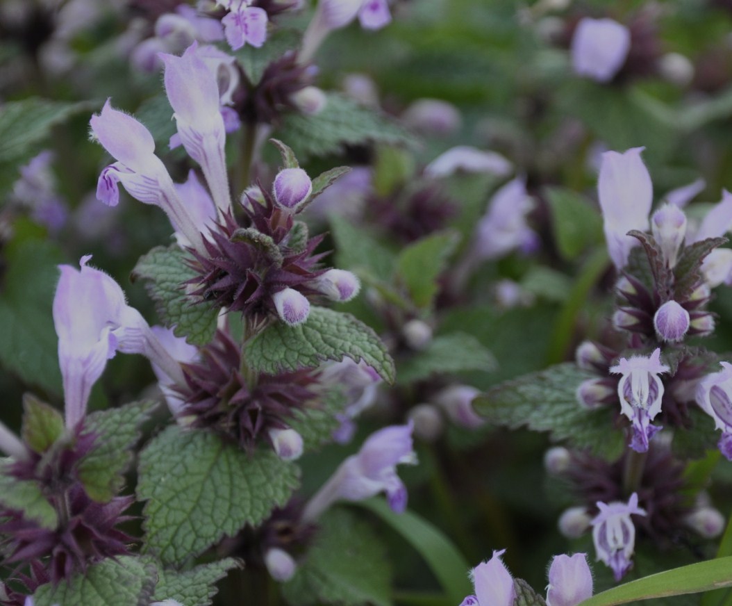 Image of Lamium garganicum specimen.