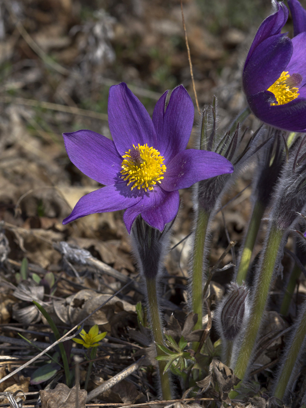 Image of Pulsatilla patens specimen.