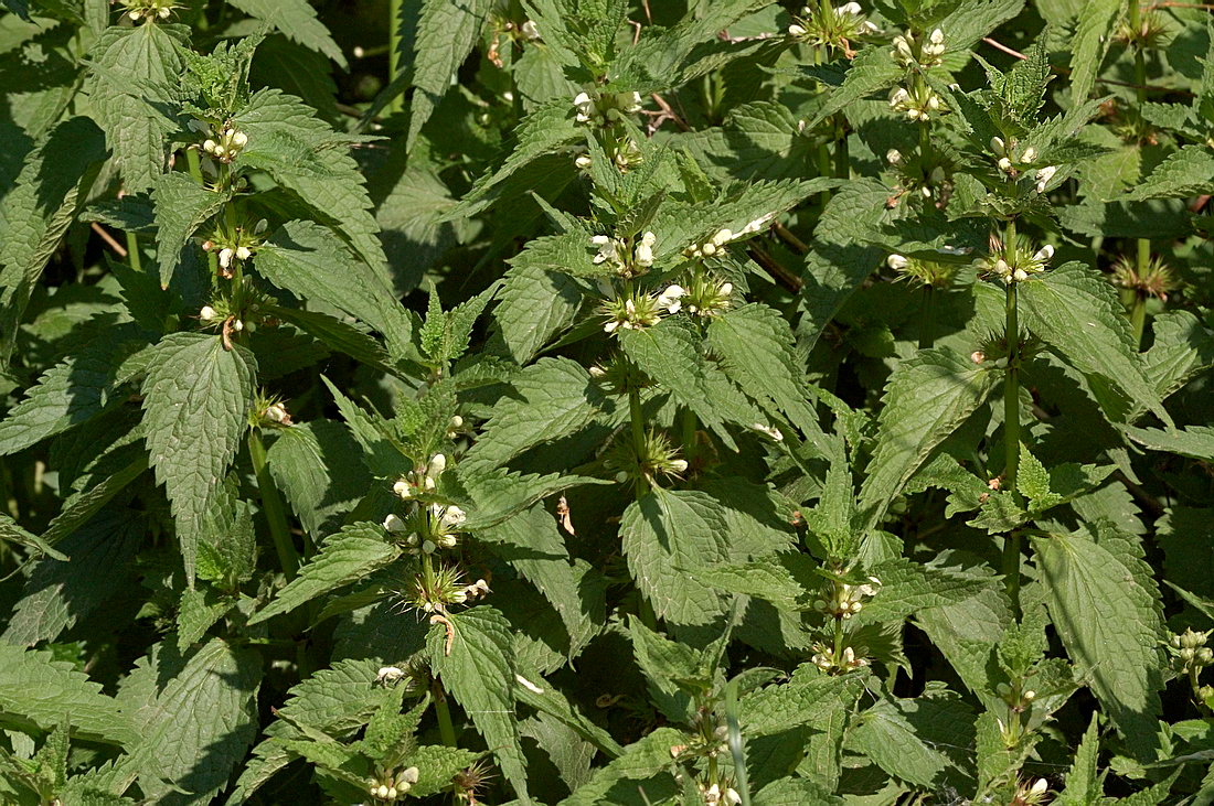 Image of Lamium album specimen.