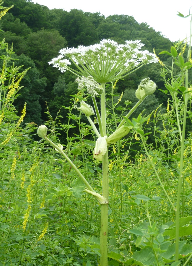 Image of Heracleum mantegazzianum specimen.