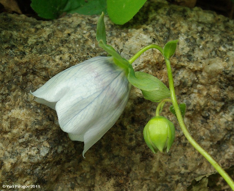 Изображение особи Codonopsis clematidea.