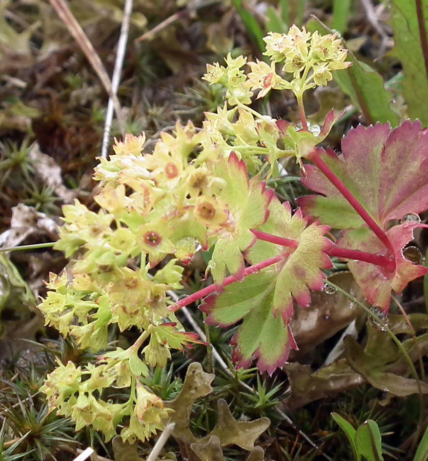 Изображение особи род Alchemilla.