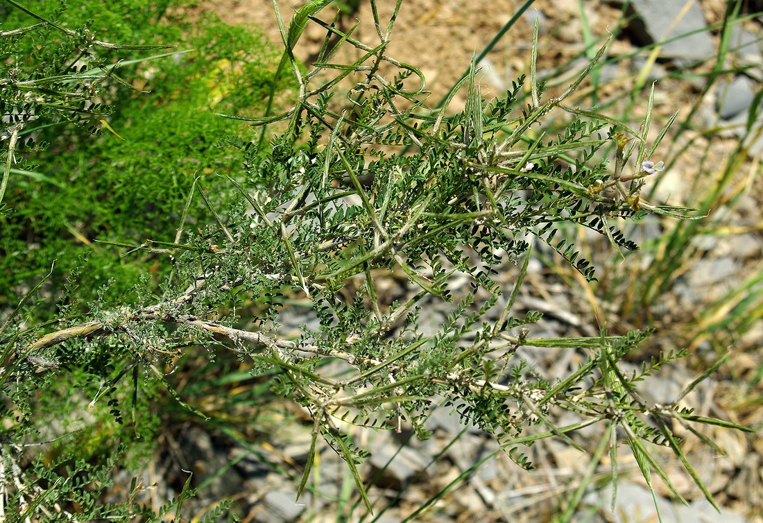 Изображение особи Astragalus neolipskyanus.