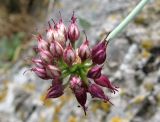 Allium sphaerocephalon. Соцветие. Крым, окр. Ялты, заповедник \"Мыс Мартьян\". 22 августа 2011 г.