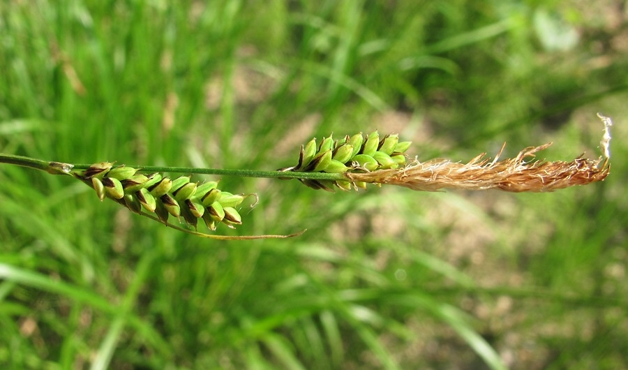 Изображение особи род Carex.