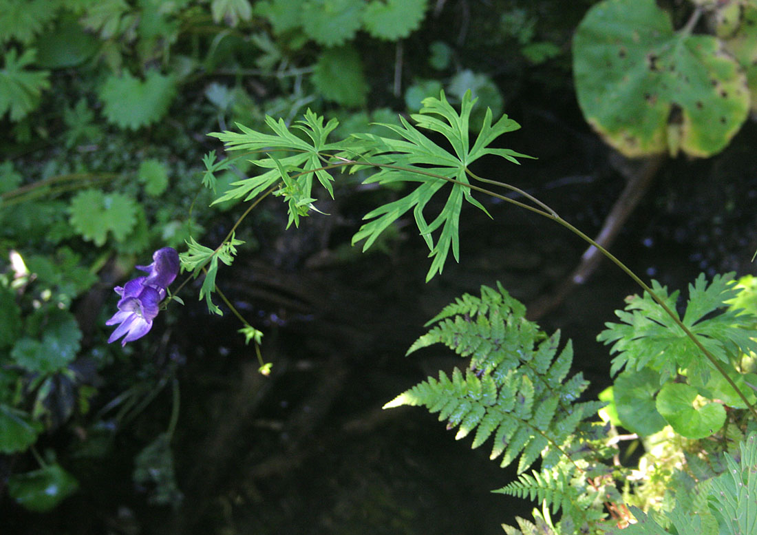 Image of Aconitum karafutense specimen.