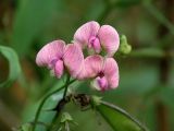 Lathyrus sylvestris. Соцветие. Московская обл., Раменский р-н, Хрипань, лесная поляна. 11.08.2003.