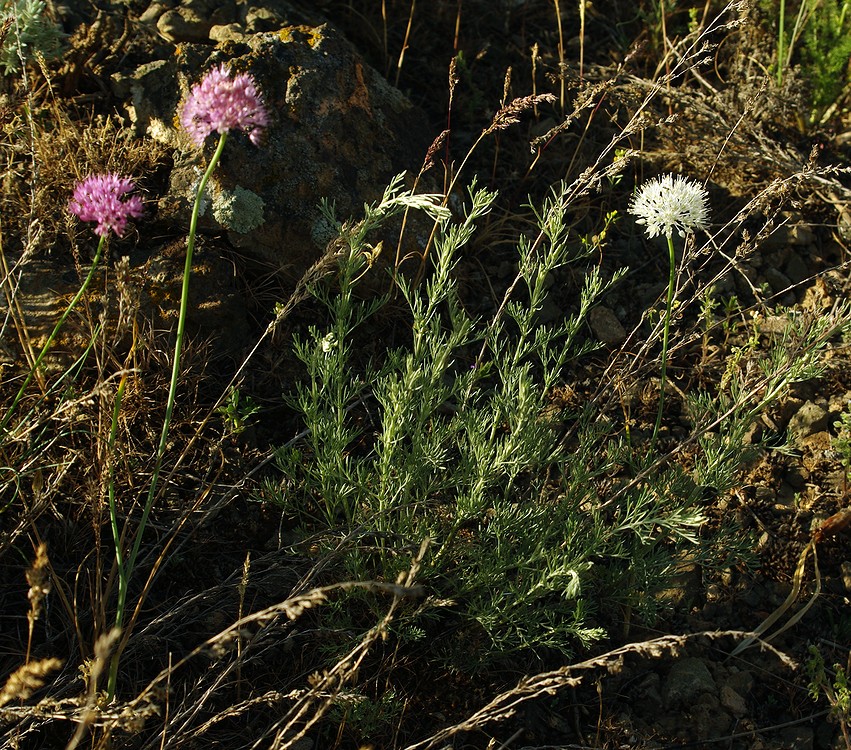 Image of Allium caricifolium specimen.