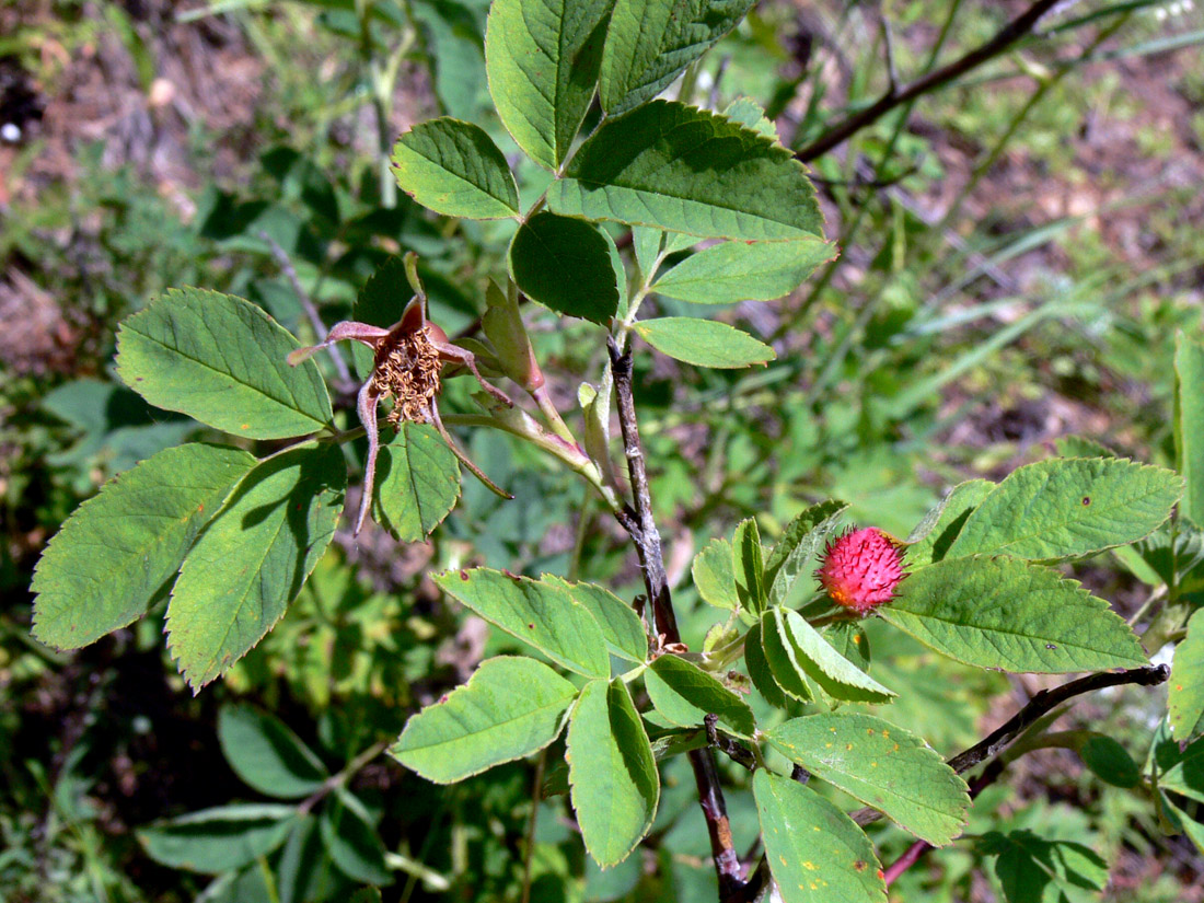 Image of Rosa cinnamomea specimen.