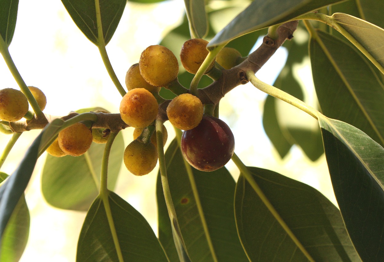 Image of Ficus obliqua specimen.