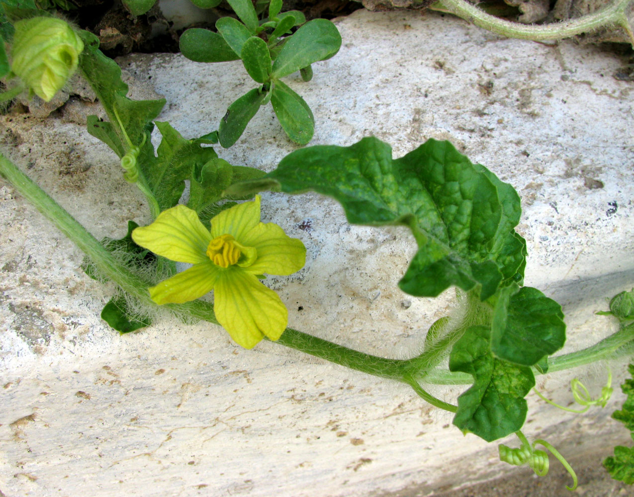 Image of Citrullus lanatus specimen.