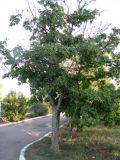 Acer pseudoplatanus. Взрослое дерево. Крым, г. Саки, территория детского оздоровительного лагеря \"Прибрежный\". 30.08.2011.