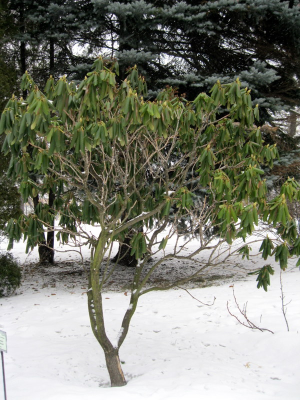 Image of Rhododendron catawbiense specimen.