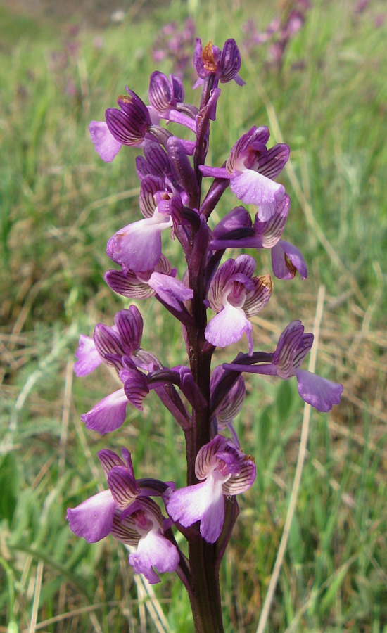 Image of Anacamptis morio ssp. caucasica specimen.