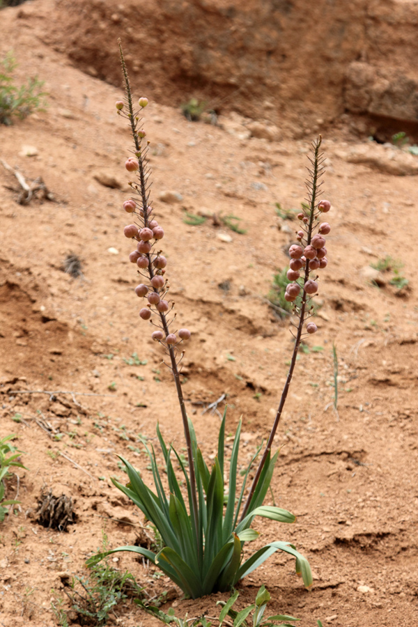 Image of Eremurus lactiflorus specimen.