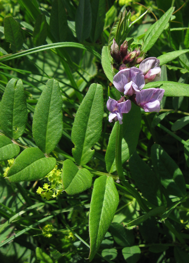 Image of Vicia sepium specimen.