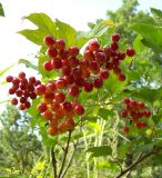 Viburnum opulus