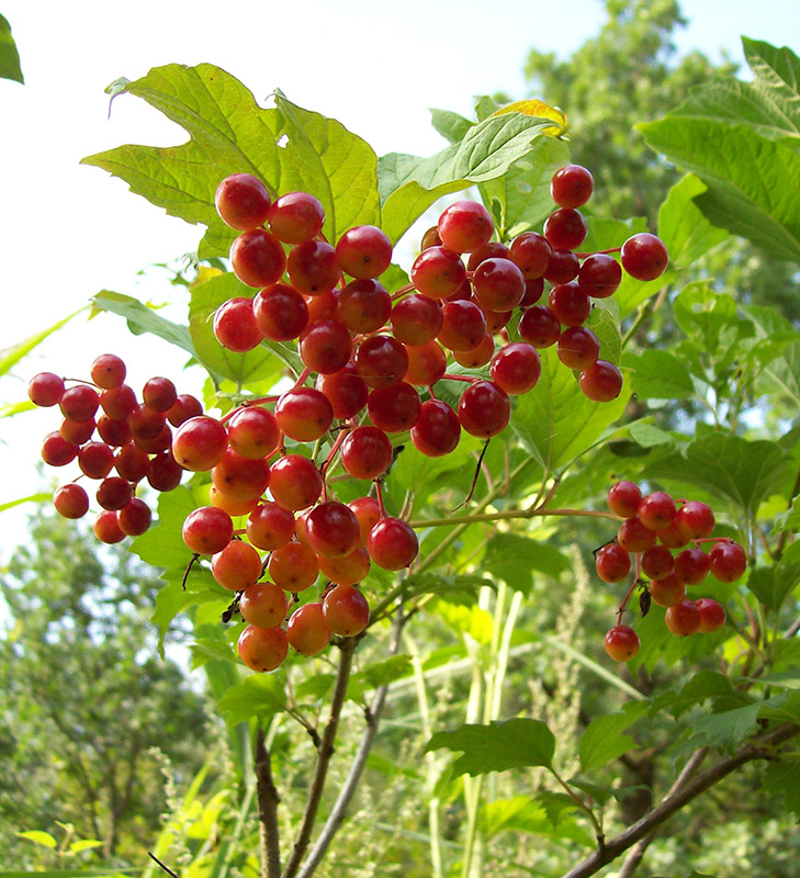 Изображение особи Viburnum opulus.