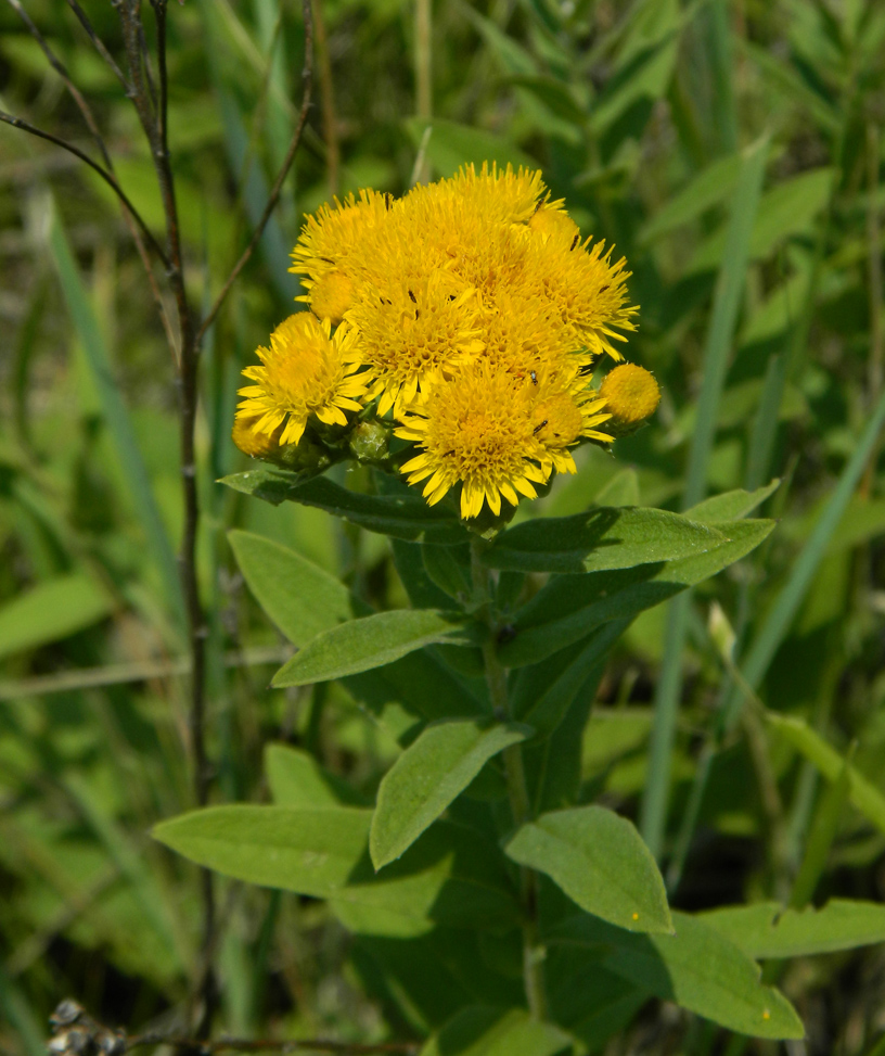 Изображение особи Inula germanica.