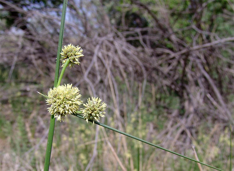 Изображение особи Scirpoides holoschoenus.