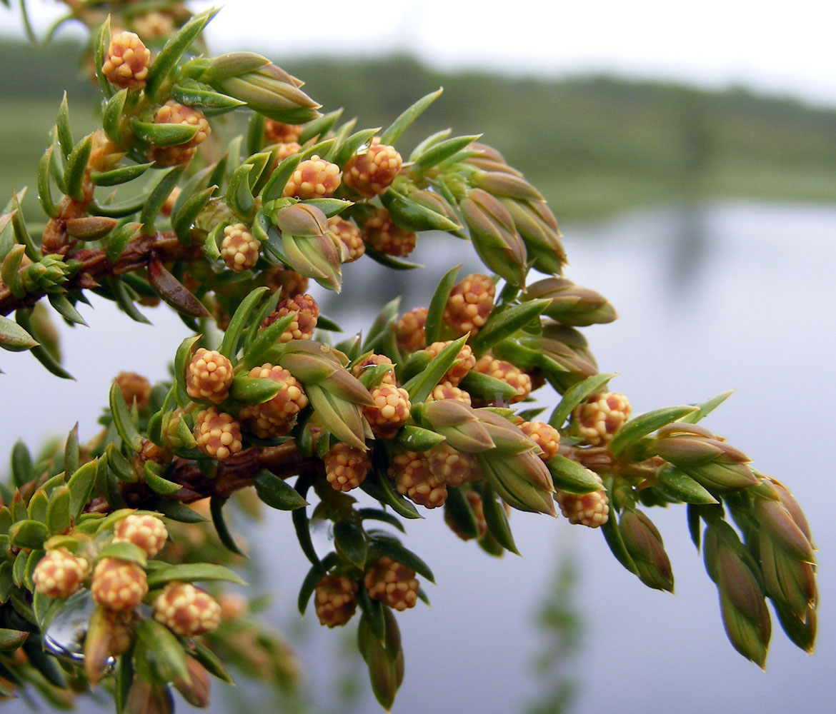 Image of Juniperus niemannii specimen.