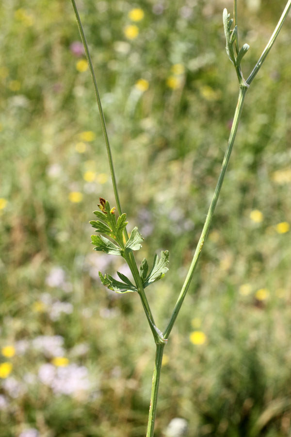 Image of Aulacospermum simplex specimen.