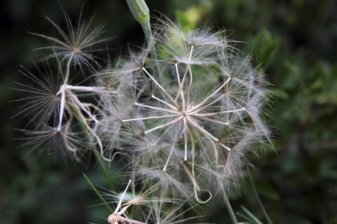 Изображение особи Tragopogon vvedenskyi.