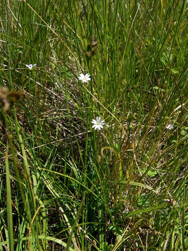 Изображение особи Stellaria persica.