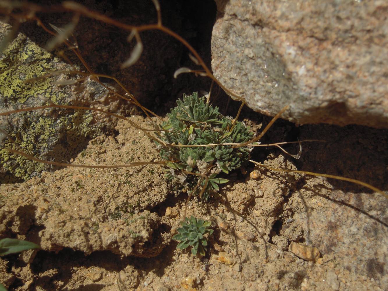 Image of Draba siliquosa specimen.