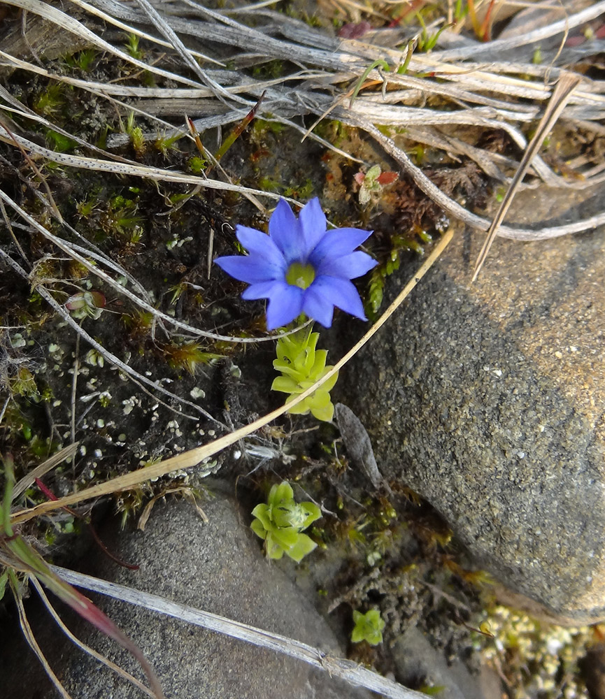 Image of Gentiana prostrata specimen.