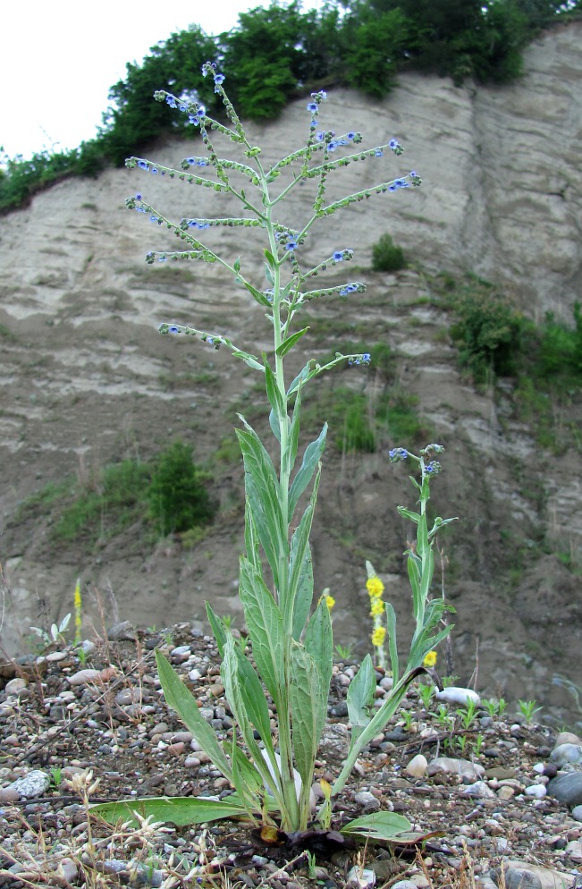 Изображение особи Cynoglossum creticum.