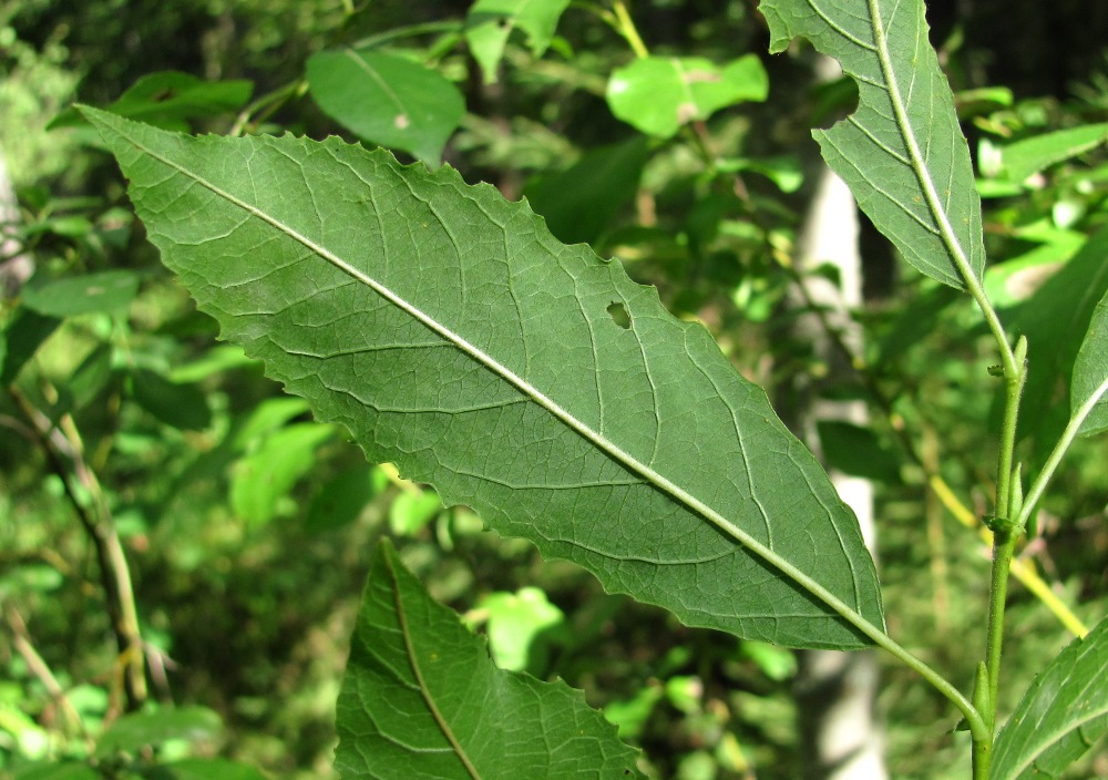 Изображение особи Salix myrsinifolia.