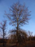 Populus alba. Взрослое дерево. Украина, г. Запорожье, балка между Космическим мкрн. и Опытной станцией. 23.02.2013.