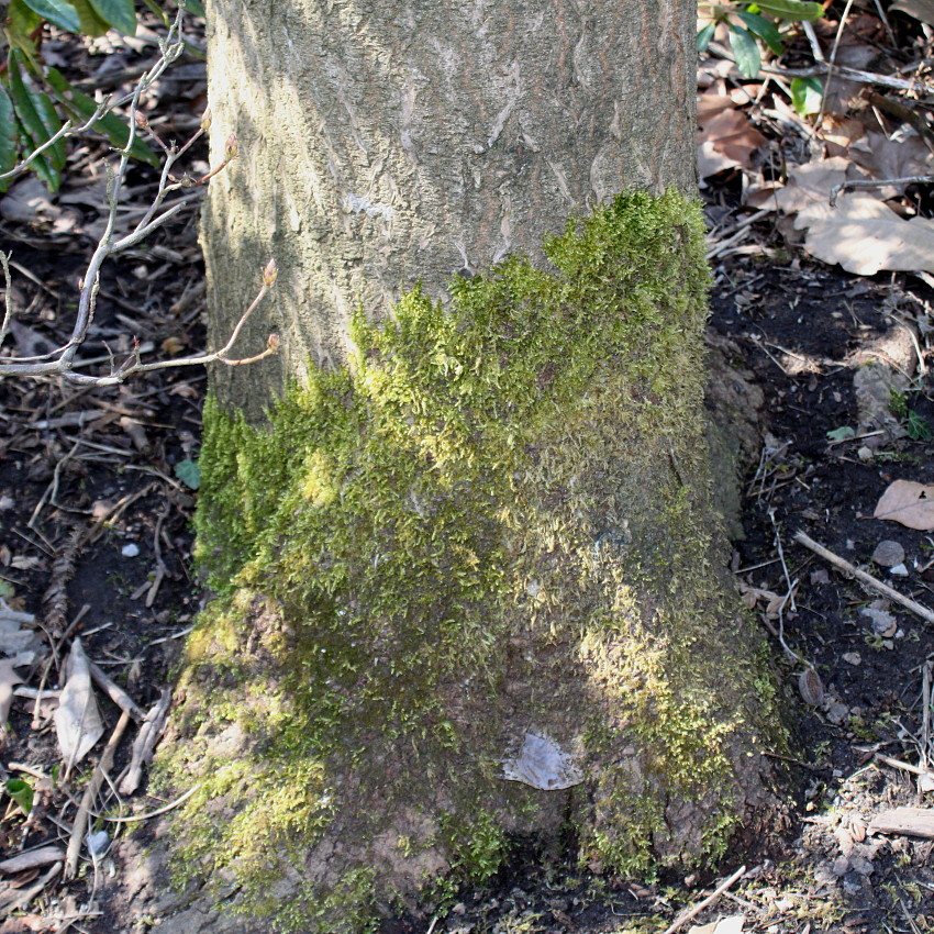 Image of Paulownia tomentosa specimen.