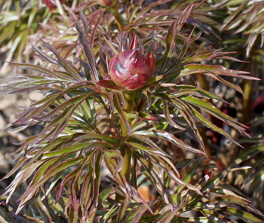 Изображение особи Paeonia &times; smouthii.