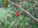 Смотреть изображение Chaenomeles × superba