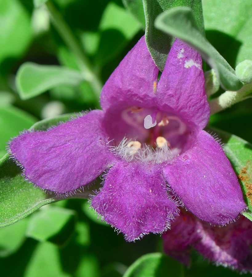 Изображение особи Leucophyllum frutescens.