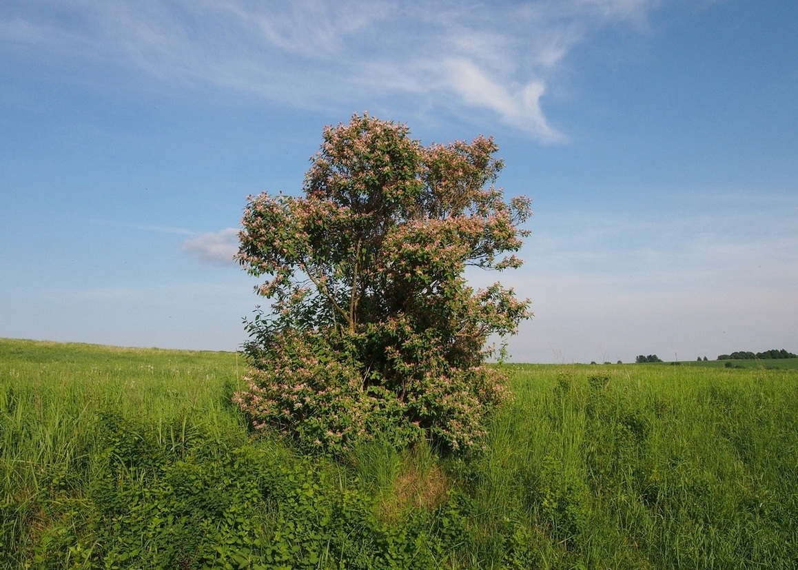 Изображение особи Lonicera tatarica.