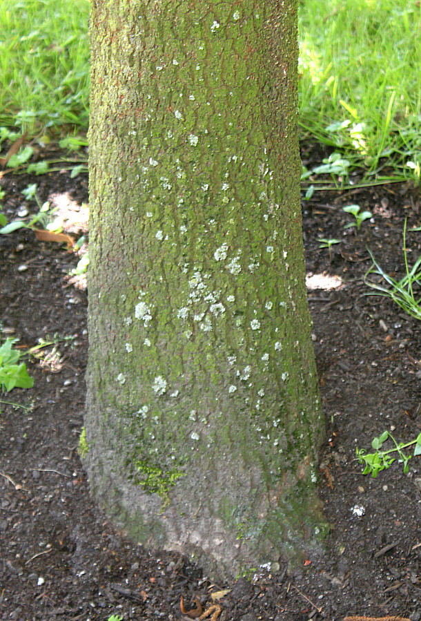 Image of Magnolia grandiflora specimen.