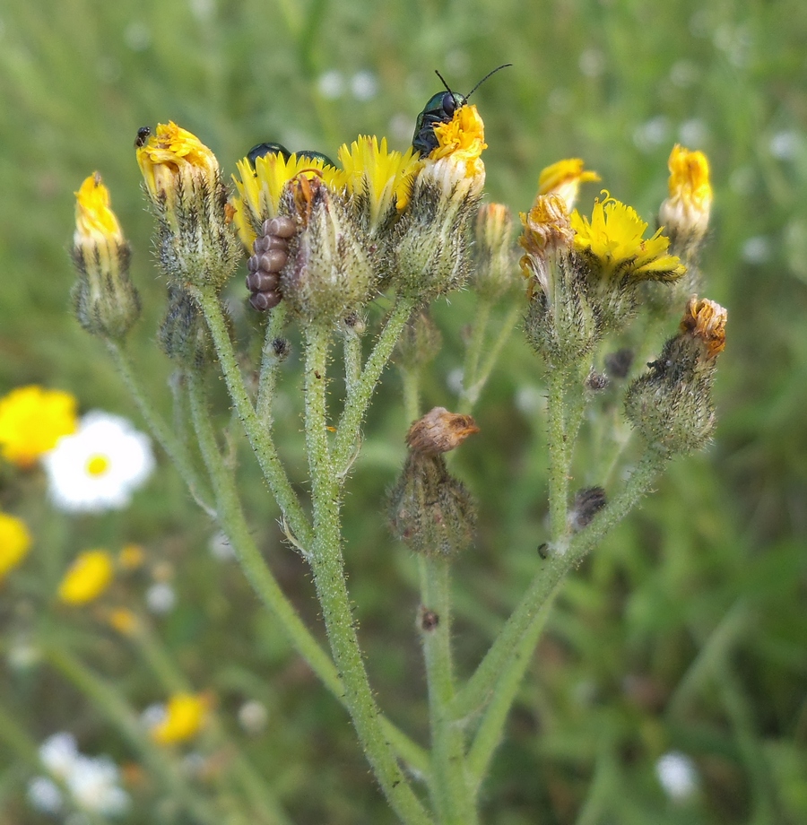 Image of genus Pilosella specimen.