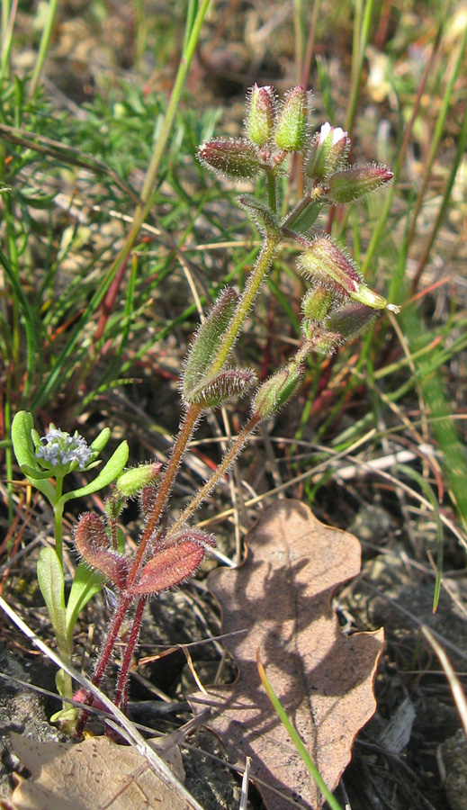 Image of Cerastium pseudobulgaricum specimen.