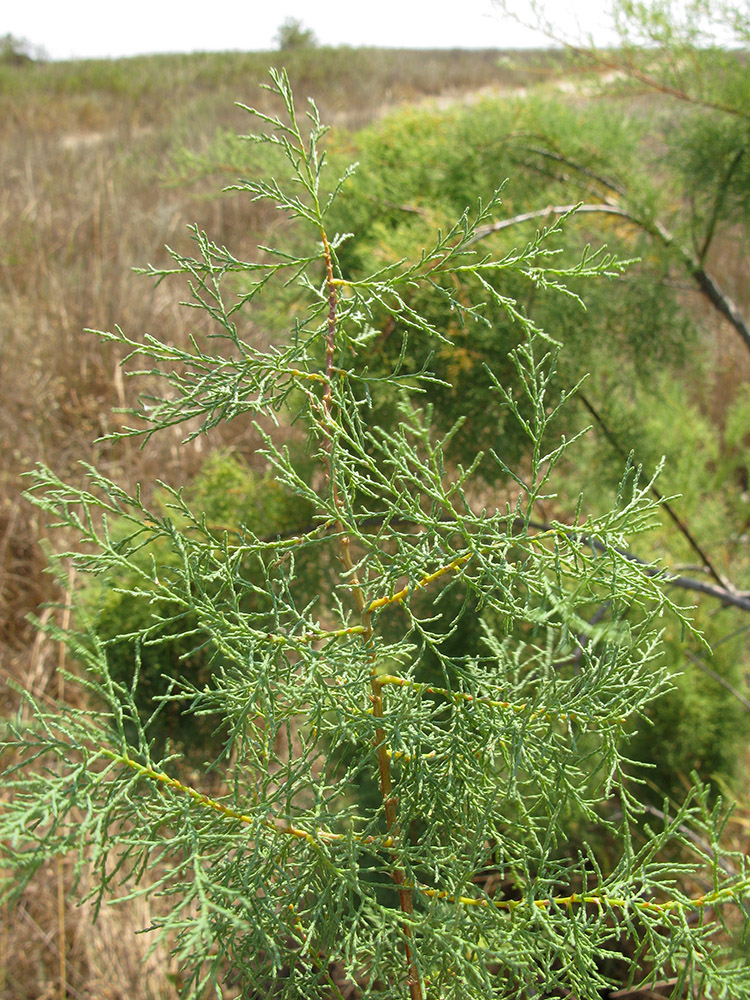 Image of Tamarix ramosissima specimen.