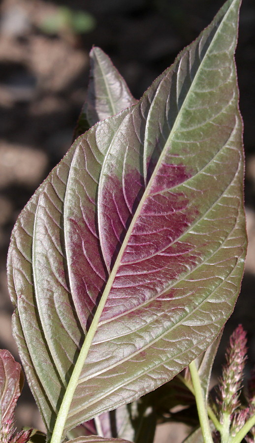 Image of Amaranthus tricolor specimen.