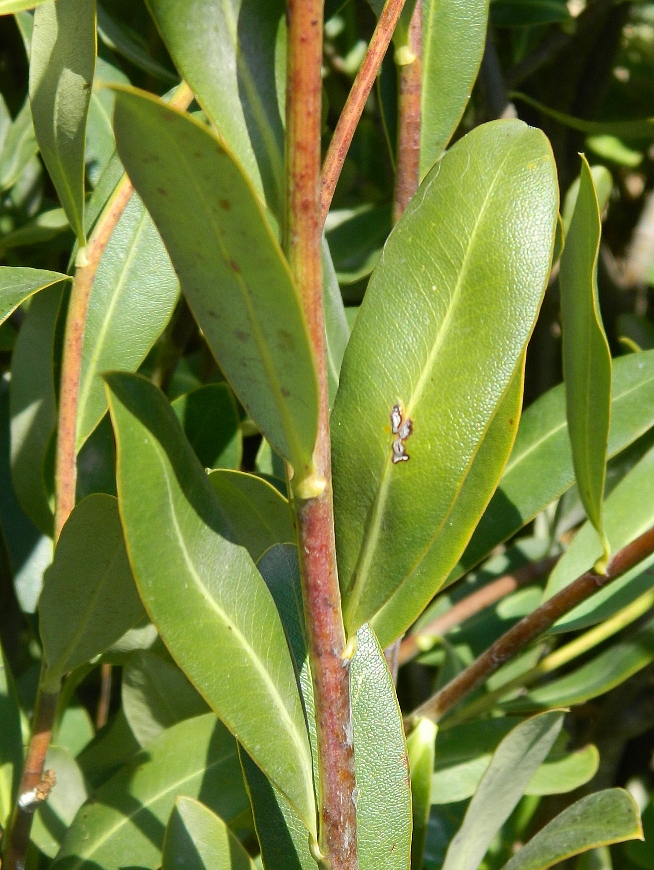 Image of Bupleurum fruticosum specimen.