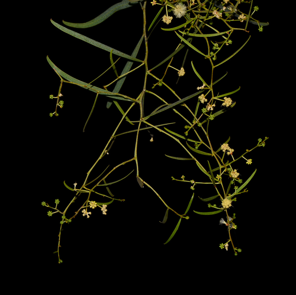 Image of Acacia salicina specimen.