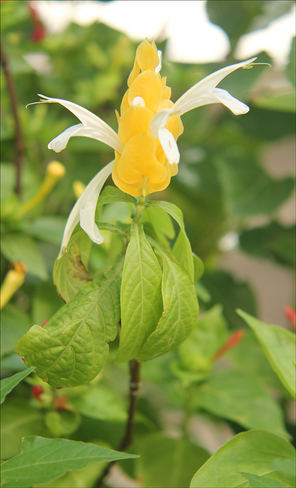 Image of Pachystachys lutea specimen.