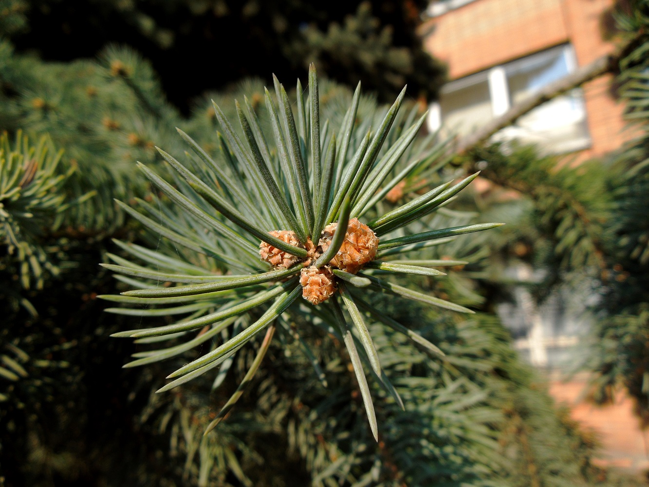 Image of Picea pungens f. glauca specimen.