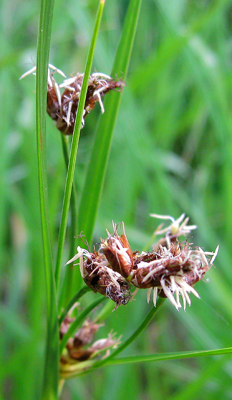 Image of Bolboschoenus laticarpus specimen.