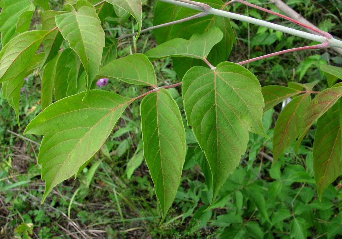 Image of Acer negundo specimen.