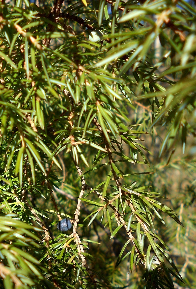 Изображение особи Juniperus communis.